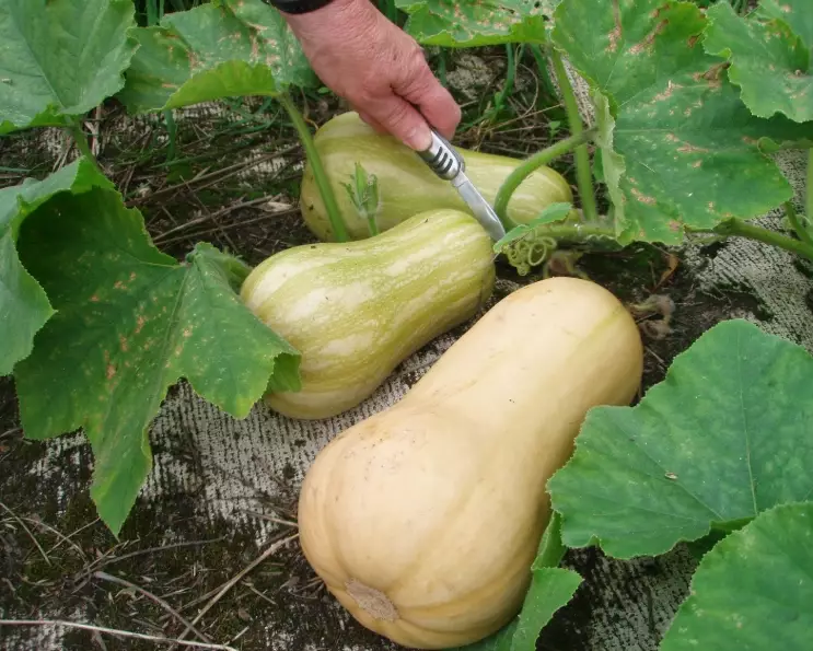 butternut squash harvesting tips butternut squash harvesting tips