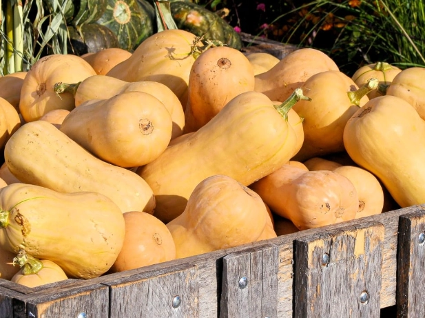 butternut squash harvesting tips butternut squash harvesting tips