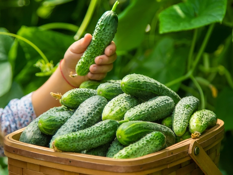 how to tell if a cucumber is ready to pick