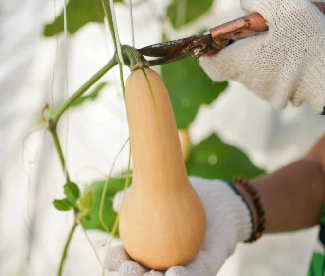 butternut squash harvesting