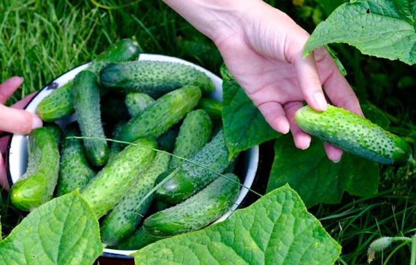 when to harvest pickling cucumbers