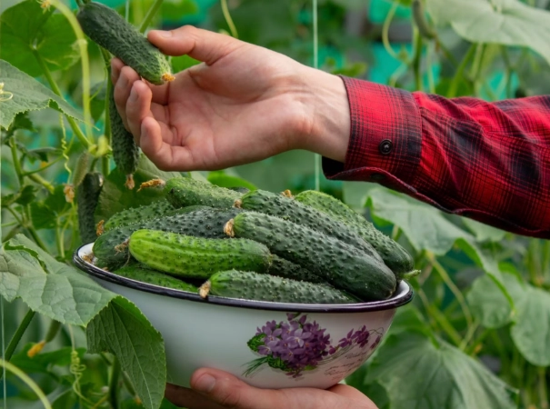 when to harvest pickling cucumbers