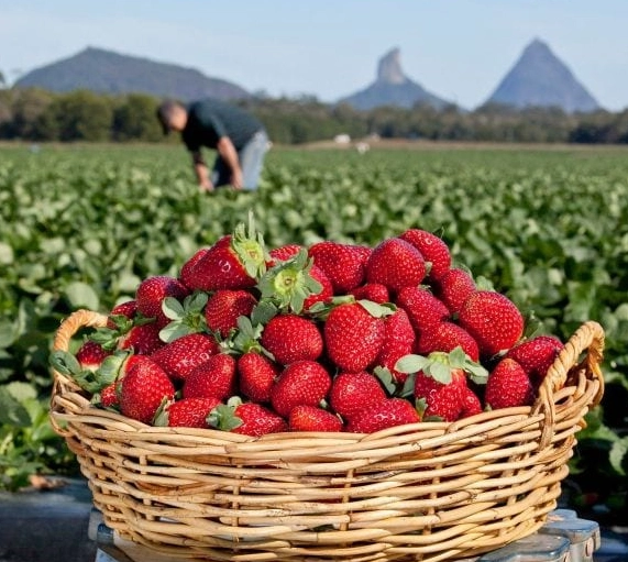 what fruit is in season in september