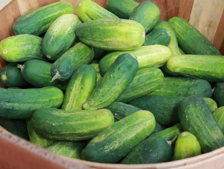 pickling cucumber varieties pickling cucumber varieties