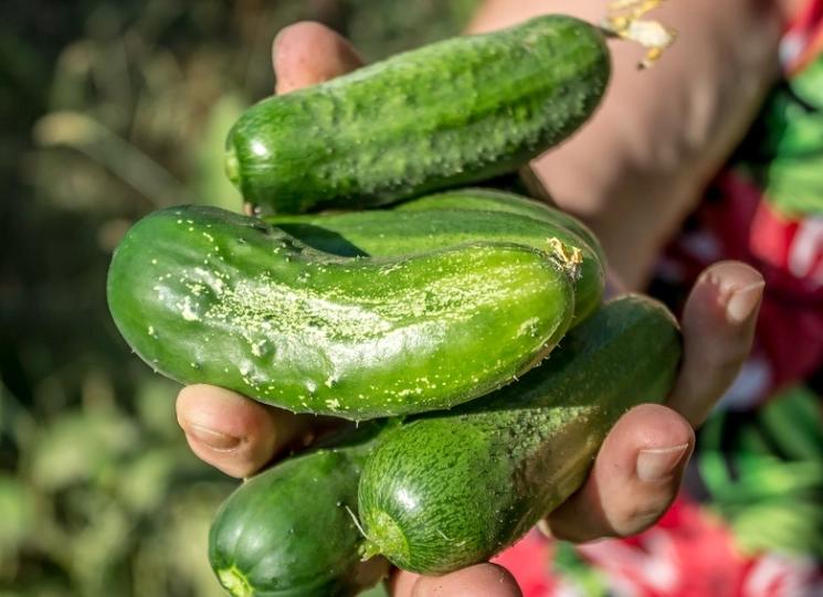 best cucumber size for pickles