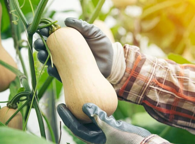 how to pick butternut squash