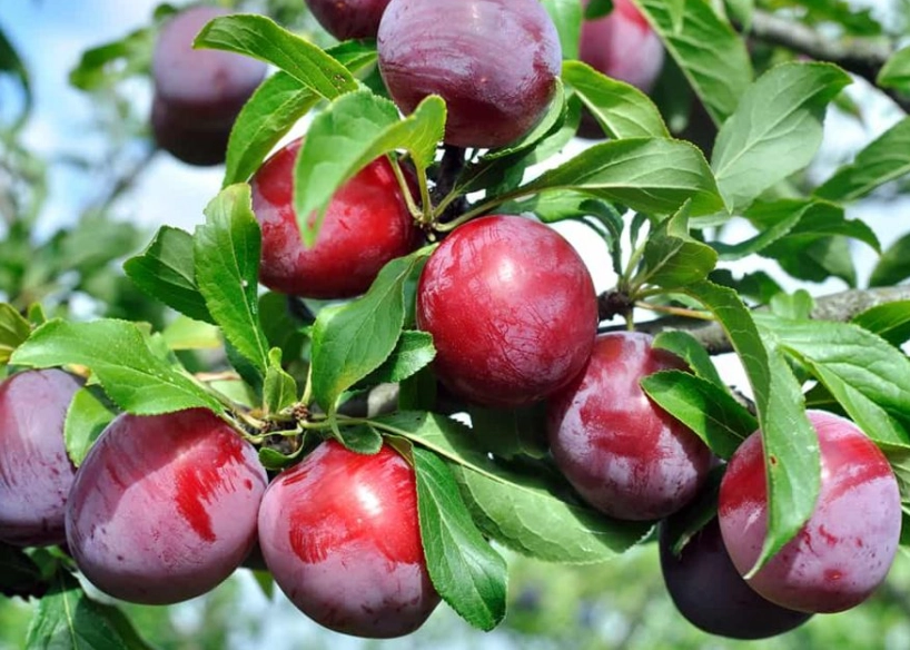 red flesh plums
