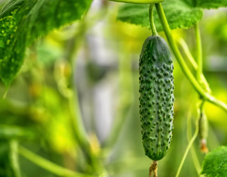 cucumber harvesting time