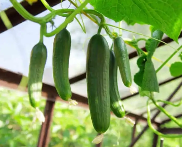 how to tell when cucumbers are ready