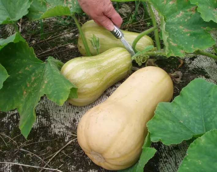 picking butternut squash