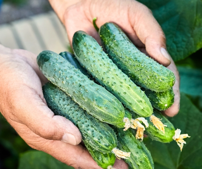 when to pick cucumbers