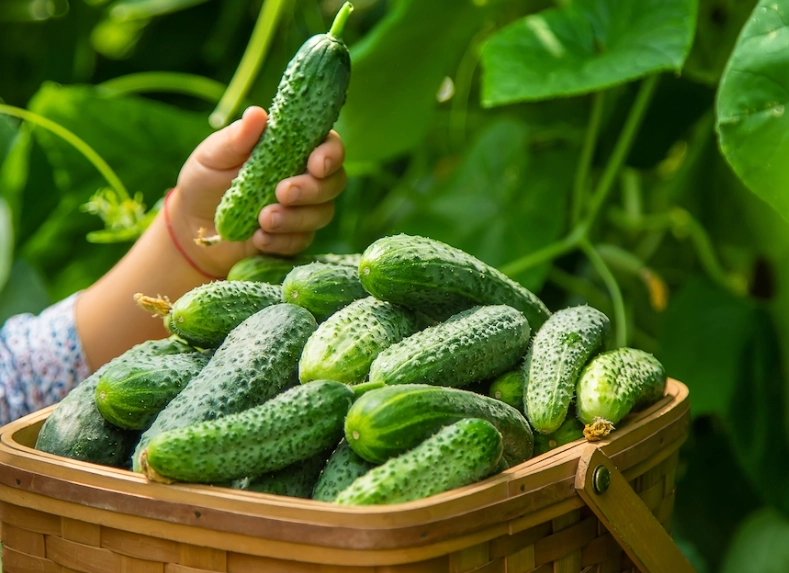 when to pick cucumbers