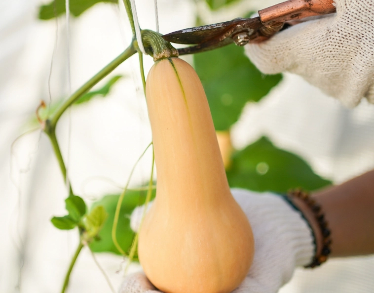 butternut squash ripeness