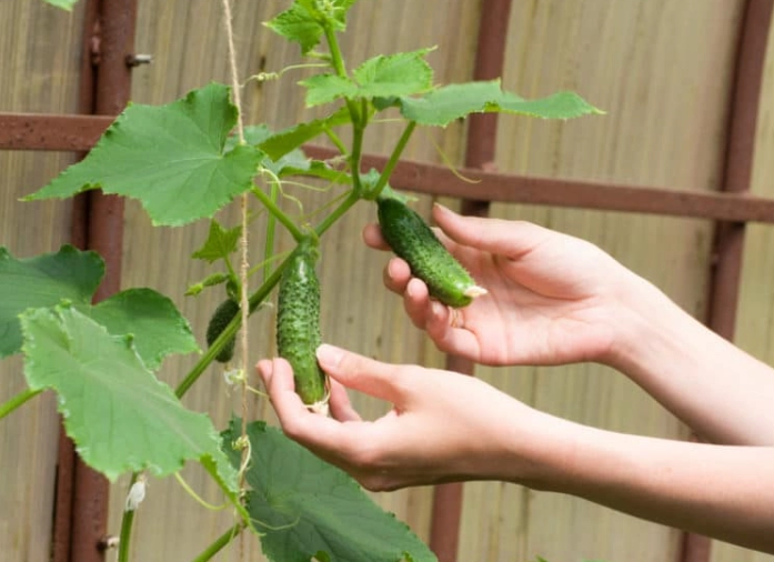 how to tell when cucumbers are ready