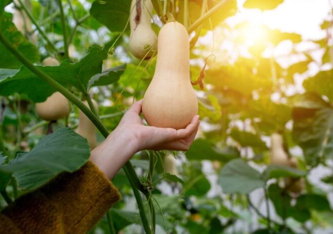 selecting butternut squash