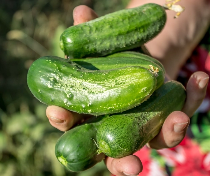 cucumber harvesting time