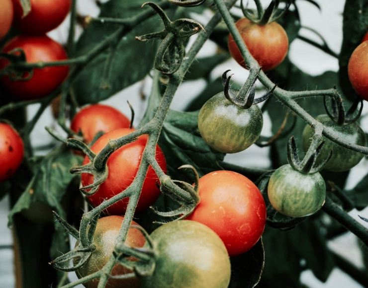 how to pick ripe fruit august how to pick ripe fruit august