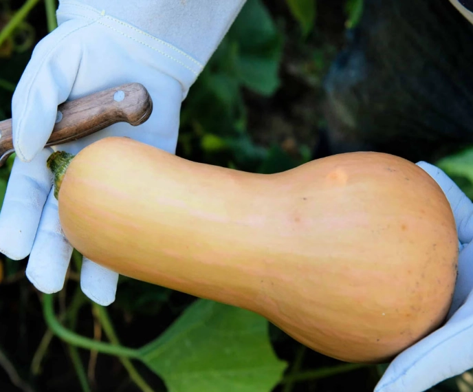 butternut squash ripeness
