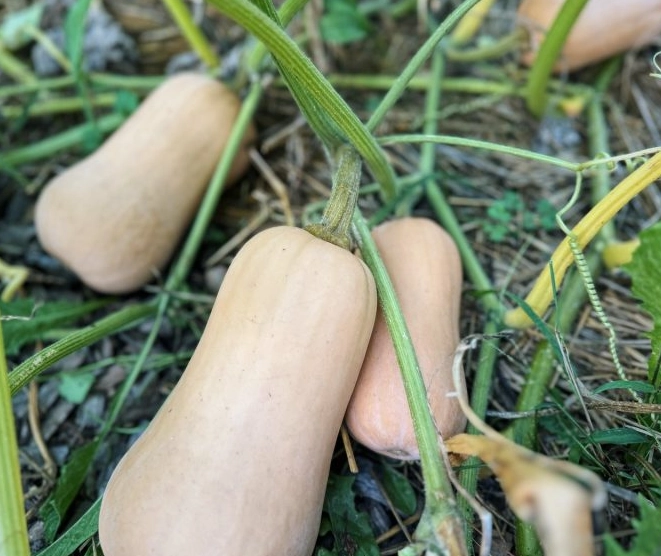 selecting butternut squash
