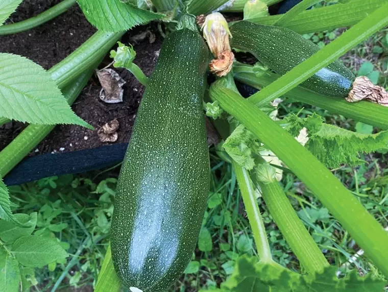 giant zucchini recipes giant zucchini recipes