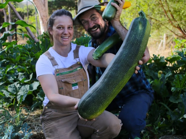 how to grow giant zucchini how to grow giant zucchini