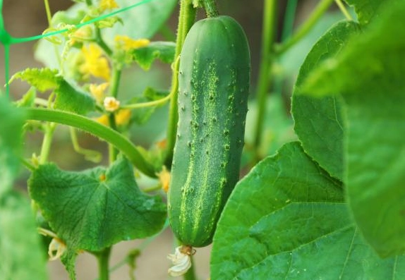 bitter cucumber causes bitter cucumber causes
