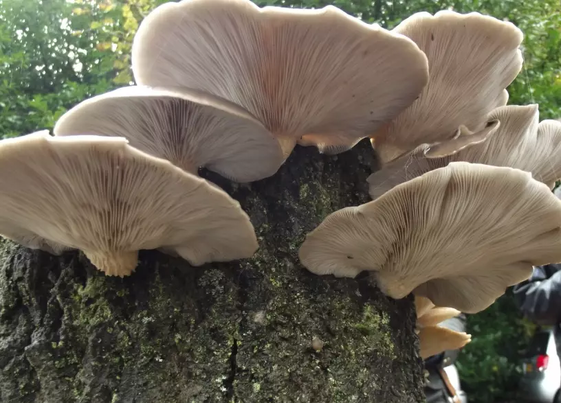 how to grow oyster mushrooms