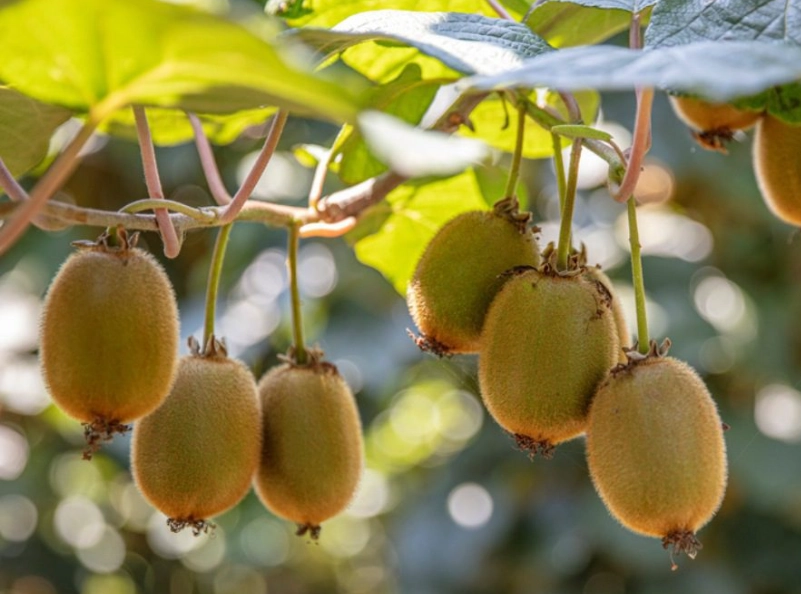 kiwi fruit season kiwi fruit season