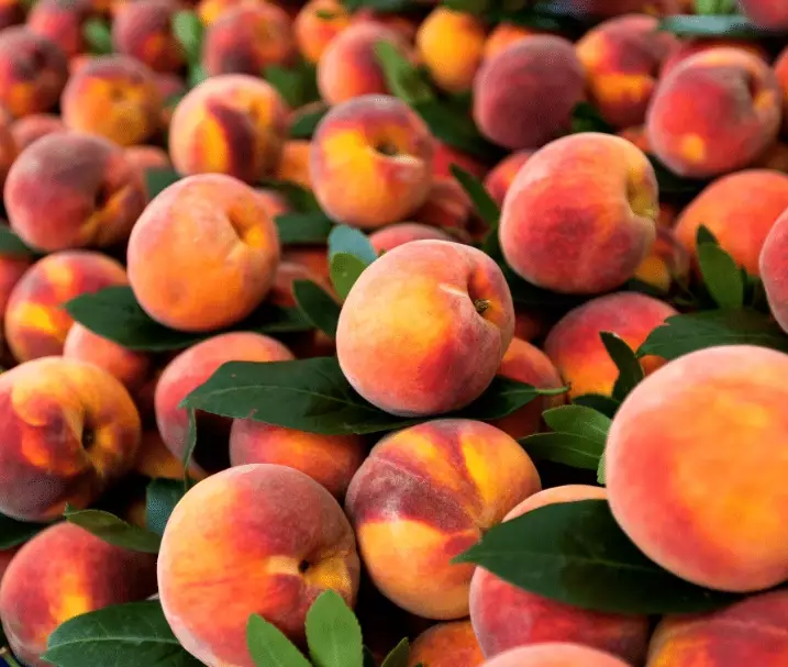 august seasonal fruit