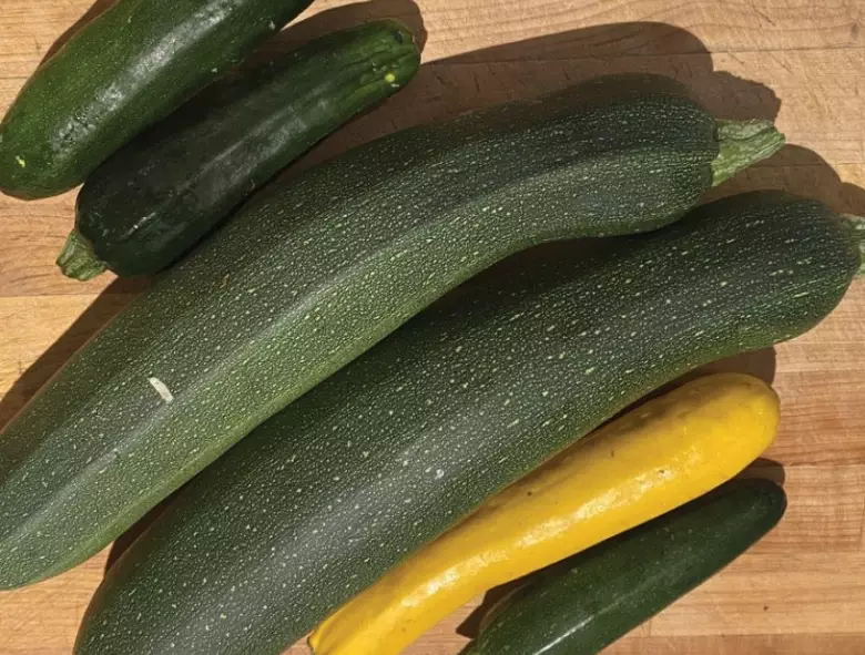 how to grow giant zucchini how to grow giant zucchini