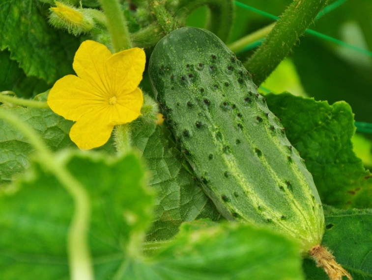 bitter cucumber causes bitter cucumber causes