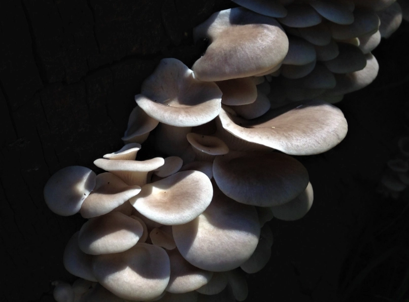 oyster mushroom recipes
