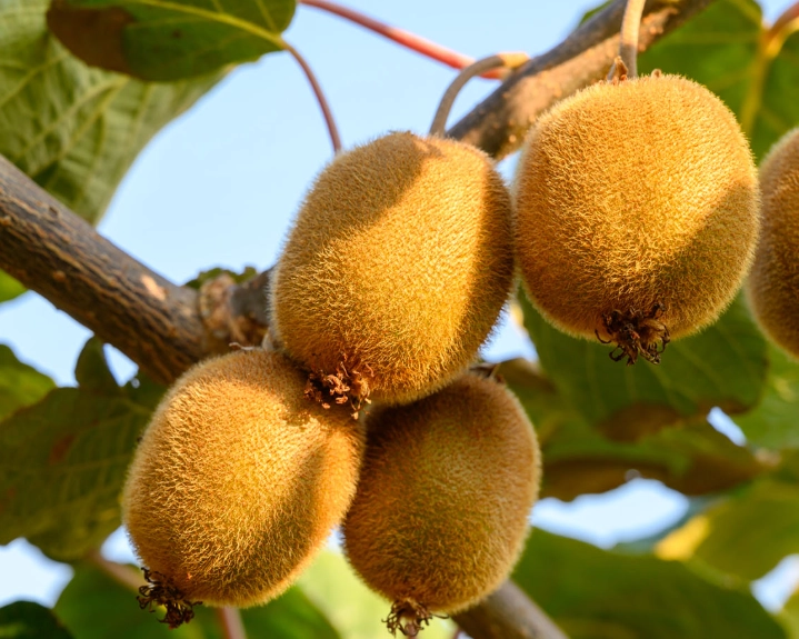 when are kiwis in season when are kiwis in season