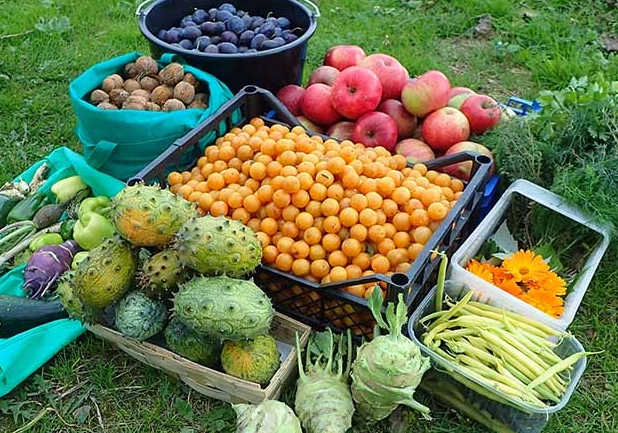 fruit in season august
