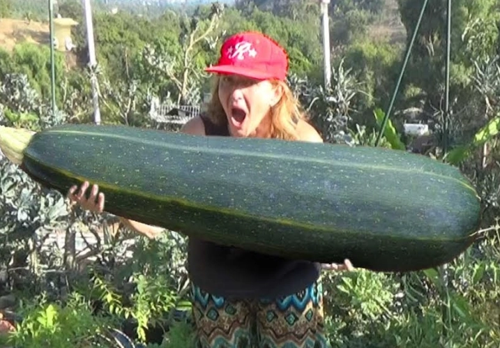 giant zucchini recipes giant zucchini recipes
