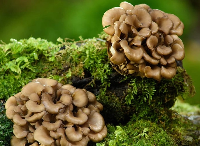 maitake mushroom benefits