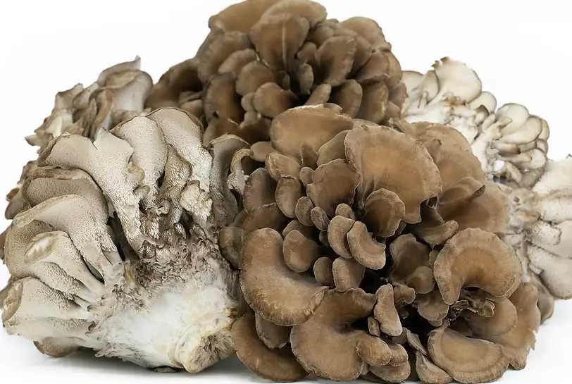maitakes