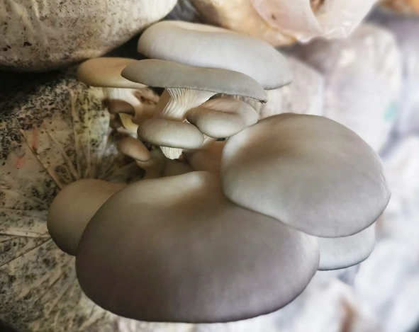 how to grow oyster mushrooms