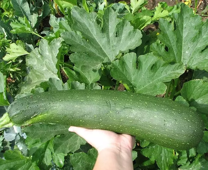how to grow giant zucchini how to grow giant zucchini