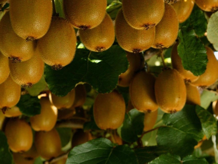 best time to buy kiwis best time to buy kiwis