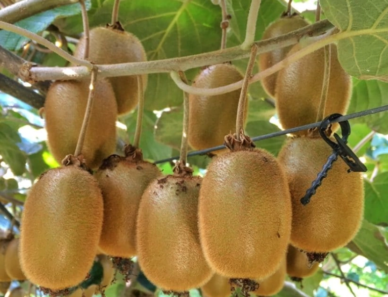 kiwi fruit season kiwi fruit season