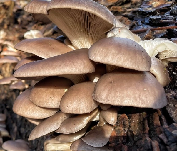 oyster mushroom recipes