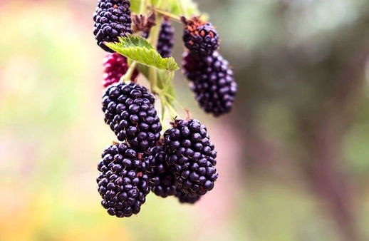 wild blackberry picking tips wild blackberry picking tips