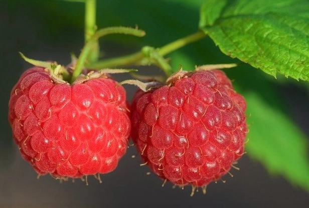 raspberry seed oil raspberry seed oil