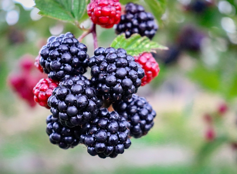 blackberry season by state blackberry season by state