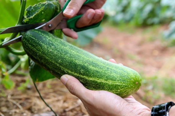 when to pick cucumbers when to pick cucumbers