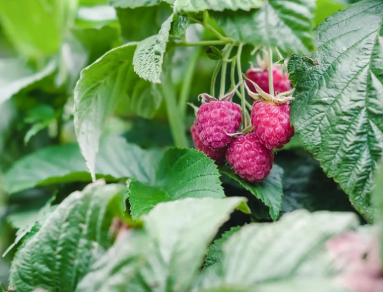 cold pressed raspberry seed oil cold pressed raspberry seed oil
