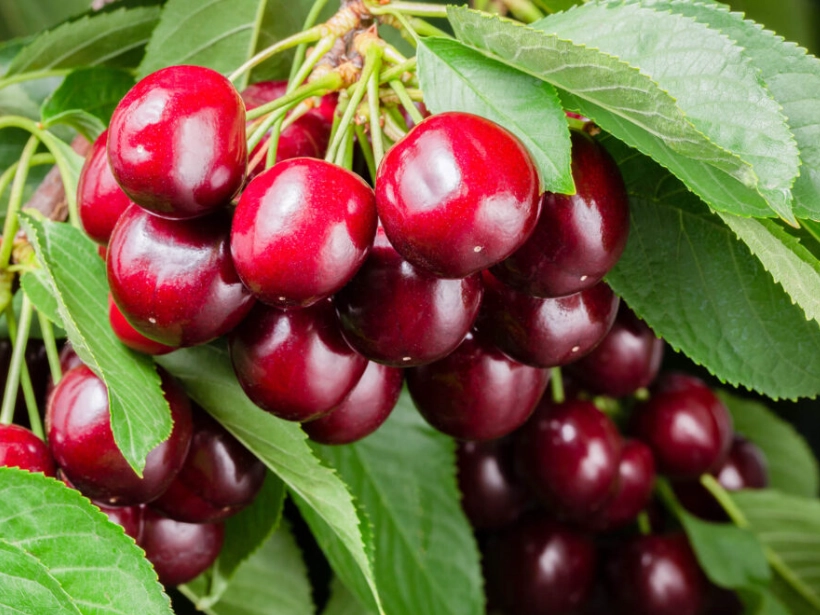 when are cherries in season when are cherries in season