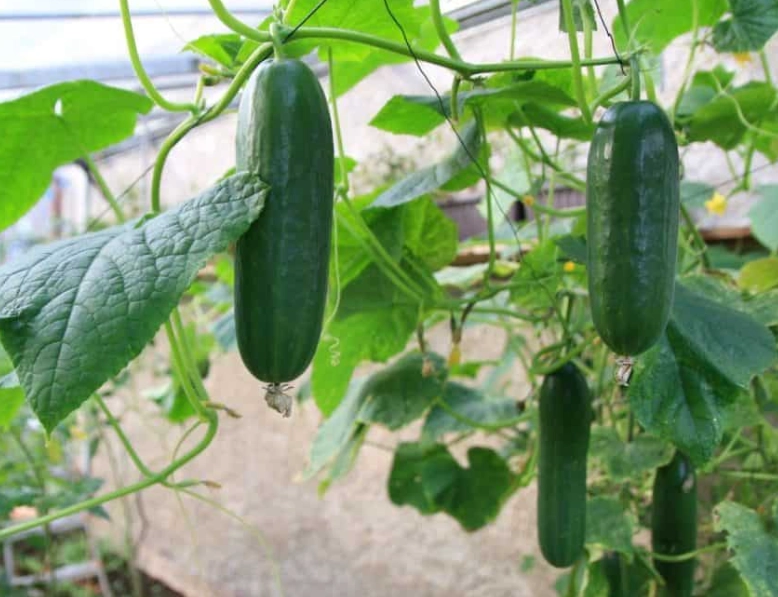 ripe cucumber signs ripe cucumber signs