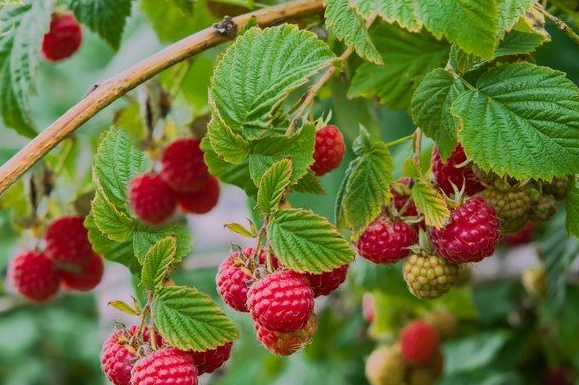 raspberry seed oil raspberry seed oil